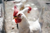 Peu de coqs avec un plumage blanc et des crêtes rouges marchant sur le sol dans le enclos de la ferme — Photo de stock