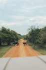 Búfalos cabo selvagem cruzando estrada de terra visto de carro — Fotografia de Stock