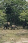 Дитячі і дорослі слони ходять зеленим газоном біля дерев у парку дикої природи — стокове фото