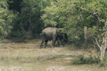 Дети и взрослые слоны прогуливаются по зеленой лужайке рядом с деревьями в парке дикой природы — стоковое фото