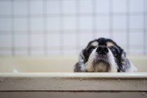 Lindo húmedo Cocker Spaniel cachorro mirando fuera de la bañera - foto de stock
