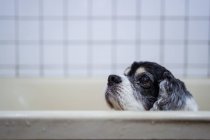 Lindo húmedo Cocker Spaniel cachorro mirando fuera de la bañera - foto de stock