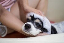 Cortado proprietário pessoa irreconhecível sentado na banheira e lavar bonito Cocker Spaniel filhote de cachorro em casa — Fotografia de Stock