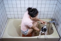 Von oben eine unkenntliche Besitzerin, die in der Badewanne sitzt und den süßen Cocker-Spaniel-Welpen zu Hause wäscht — Stockfoto