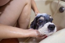 Cultivado propietario persona irreconocible sentado en la bañera y lavar lindo Cocker Spaniel cachorro en casa - foto de stock