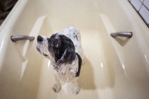 Милый мокрый щенок-кокер-спаниель, стоящий в ванной — стоковое фото