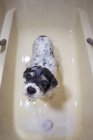 Bonito molhado Cocker Spaniel filhote de cachorro em pé na banheira — Fotografia de Stock