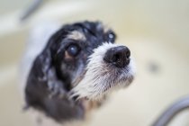 Cute wet Cocker Spaniel puppy standing in bathtub — Stock Photo