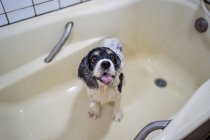 Милый мокрый щенок-кокер-спаниель, стоящий в ванной — стоковое фото