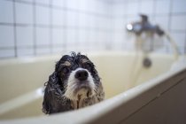 Bonito molhado Cocker Spaniel filhote de cachorro em pé na banheira — Fotografia de Stock