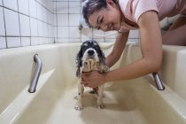 Side view of happy ethnic Asian female washing cute Cocker Spaniel puppy in bathtub at home — Stock Photo