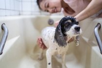 Side view of happy ethnic Asian female washing cute Cocker Spaniel puppy in bathtub at home — Stock Photo