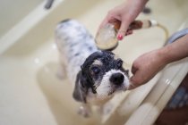 Cropped unrecognizable woman hands owner washing cute Cocker Spaniel puppy in a bathtub at home — Stock Photo