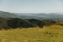 Коричневий і чорний жеребці пасуться на зеленому пасовищі біля дерев на схилі пагорба і встають після обіду в природному парку. — стокове фото