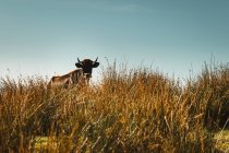 Велика коричнева корова пасе на полі з високою золотою травою біля гори, вкритої деревами вдень в природному парку — стокове фото