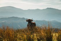 Grande vaca marrom pastando no campo com grama dourada alta perto do monte coberto com árvores à tarde no parque natural — Fotografia de Stock