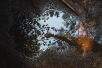 Vista superior pequeño charco de agua que refleja el brazo de persona anónima y ramas de árboles en un día tranquilo en el bosque del Parque Nacional La Mauricie en Quebec, Canadá - foto de stock