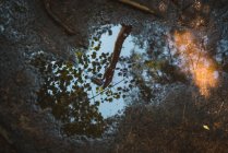 Draufsicht Kleine Pfütze aus Wasser, reflektierendem Arm einer anonymen Person und Ästen an einem ruhigen Tag im Wald des La Mauricie Nationalparks in Quebec, Kanada — Stockfoto