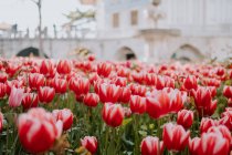 Maravilloso paisaje de colorido césped grande de tulipanes rojos que crecen en el lecho de flores de la ciudad en Estambul en el día soleado caliente del verano - foto de stock