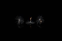 Minimalist composition of spores of dandelion placed in row on mirror on black background — Stock Photo