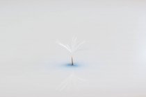 Closeup of lightweight pappus of dandelion in soft cold light with reflection on mirror surface background — Stock Photo