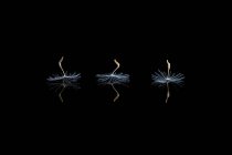 Minimalist composition of spores of dandelion placed in row on mirror on black background — Stock Photo