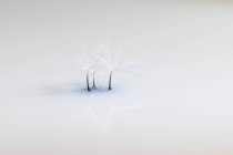 Nahaufnahme von leichtem Löwenzahn-Pappus in weichem kalten Licht mit Reflexion auf Spiegeloberfläche Hintergrund — Stockfoto