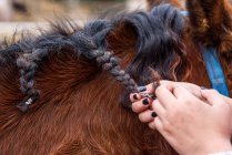 Cropped unrecognizable woman with manicured hands braiding black mane of bay horse while spending time on ranch — Stock Photo