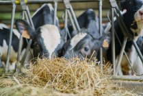 Стадо домашніх корів, що стоять у притулку — стокове фото