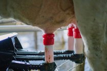 Gros plan de la machine à traire travaillant sur le pis des vaches dans l'étable de vache moderne à la ferme dans la campagne — Photo de stock
