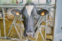 Стадо домашньої корови, що стоїть в стоянці — стокове фото