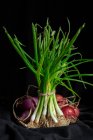 Fresh red and white onions on dark background.Vegan food.Food Ingredient — Stock Photo