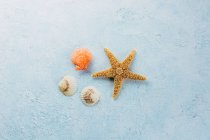 Vista superior de estrellas de mar secas y pequeñas conchas colocadas en la superficie de yeso en el día de verano - foto de stock