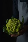 Colheita cozinhar mãos no avental segurando brilhante suculento fractal Romanesco couve-flor com folhas verdes no fundo escuro — Fotografia de Stock
