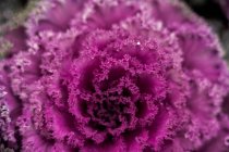 Nahaufnahme von hell blühendem Grünkohl mit Blättern lila Farbe, die im Garten wachsen — Stockfoto