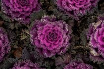 Крупный план яркой цветущей капусты с листьями фиолетового цвета, растущими в саду — стоковое фото