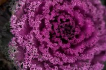 Primo piano di cavolo cavolo cavolo fiorito brillante con foglie di colore viola che crescono in giardino — Foto stock