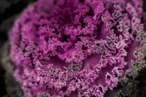 Closeup of bright flowering kale cabbage with leaves of purple color growing in garden — Stock Photo