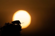 Silhouette di uno scarabeo al tramonto con il sole sullo sfondo — Foto stock