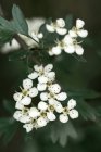 Espino común (Crataegus monogyna) flores blancas en primavera con un estilo malhumorado - foto de stock