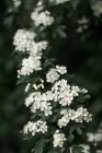 Espinheiro comum (Crataegus monogyna) flores brancas na primavera com um estilo temperamental — Fotografia de Stock