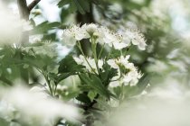 Common hawthorn (Crataegus monogyna) white flowers in spring with a moody style — Stock Photo