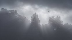 From below of bird soaring in cloudy sky over gloomy woods with tall trees on foggy day in Sierra de Guadarrama National Park — Stock Photo