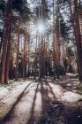 Сосновий лісовий пейзаж з довгими тінями, відлиті сонцем у лісі — стокове фото