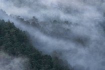 Paysage majestueux de bois en terrain montagneux couvert de brouillard dense dans le parc national de la Sierra de Guadarrama — Photo de stock