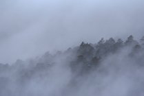 Paysage majestueux de bois en terrain montagneux couvert de brouillard dense dans le parc national de la Sierra de Guadarrama — Photo de stock