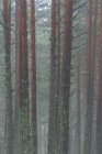 Arbres couverts de mousse verte poussant dans les bois par temps brumeux dans le parc national de la Sierra de Guadarrama — Photo de stock