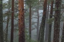 Деревья, покрытые зеленым мхом, растущие в лесу в туманный день в Национальном парке Сьерра-де-Гуадарама — стоковое фото