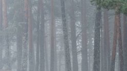 Alberi ricoperti di muschio verde che crescono nei boschi nella giornata nebbiosa nel Parco Nazionale della Sierra de Guadarrama — Foto stock