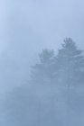 Majestuoso paisaje de bosques en terreno montañoso cubierto de densa niebla en el Parque Nacional Sierra de Guadarrama - foto de stock